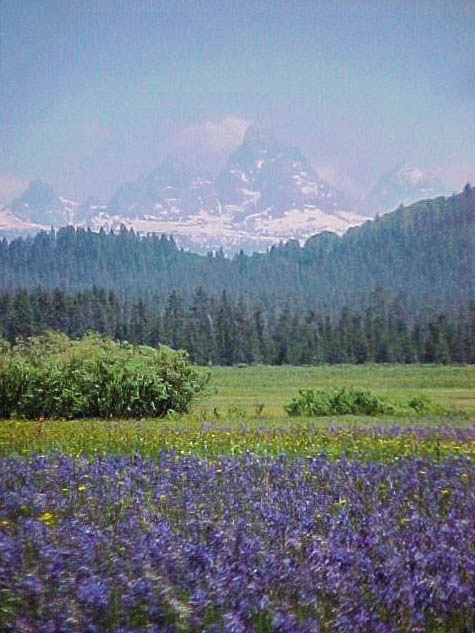 Caribou-Targhee National Forest